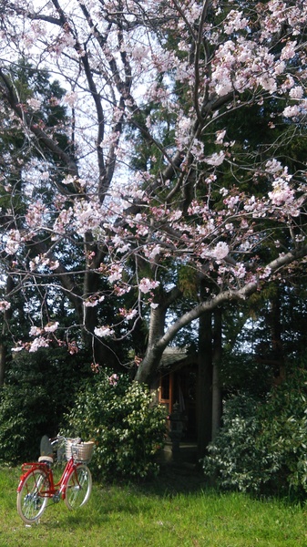 乗っていきたくなる自転車！