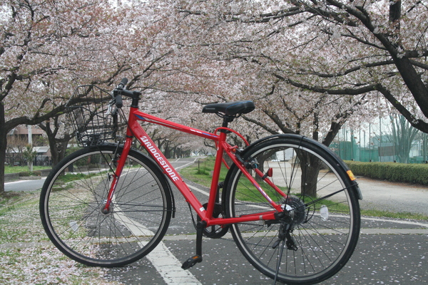 毎日、乗っています。