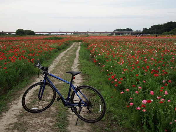クロスバイクで走り出す、行き先も解らぬまま♪